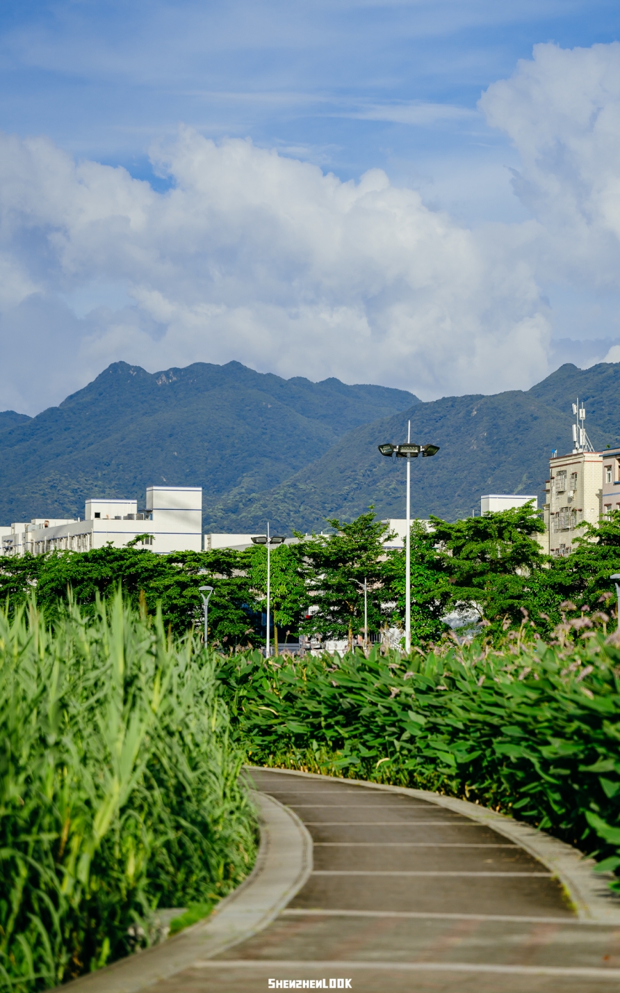 坪山河湿地公园——宫崎骏的夏天，深圳真有啊！ - 24