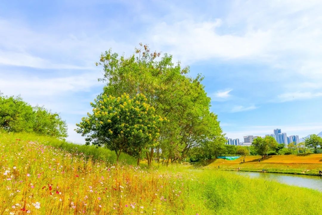 闯入坪山版“莫奈花园” - 12